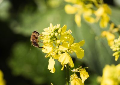 Irish Cement Biodiversity