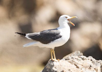Irish Cement Biodiversity-Black - Backed Gull