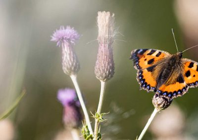 Irish Cement Biodiversity-Butterfly - Tortoiseshell