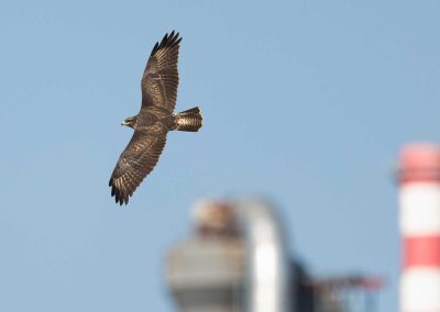 Irish Cement Biodiversity Buzzard
