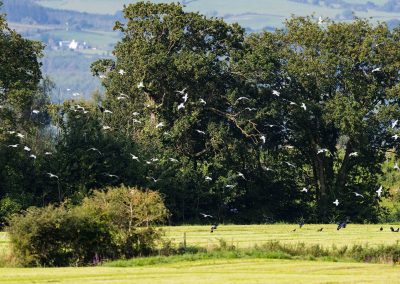 Irish Cement Biodiversity - Farm Gulls
