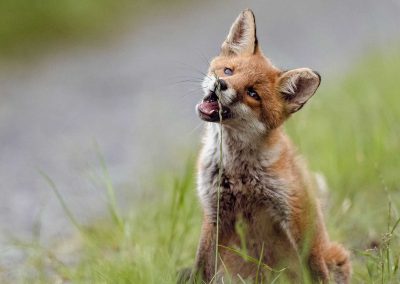 Irish Cement Biodiversity - Fox Cub