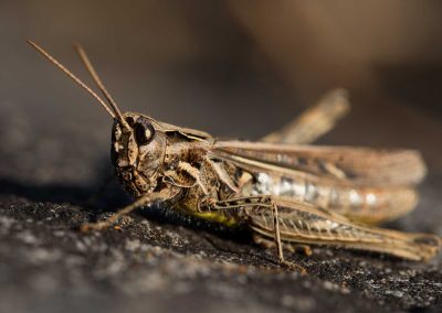 Irish Cement Biodiversity - Grasshopper
