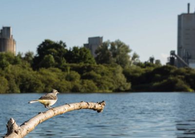 Irish Cement Biodiversity Grey Wagtail