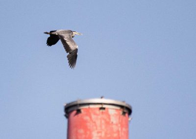 Irish Cement Biodiversity - Heron Stack