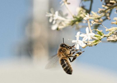 Irish Cement Biodiversity - Honey Bee