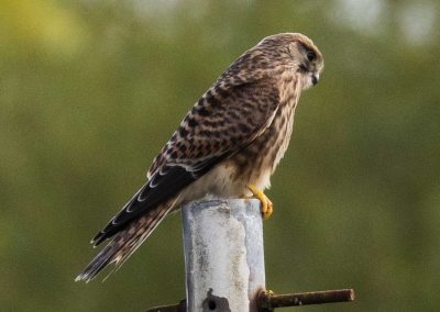 Irish Cement Biodiversity - Kestral