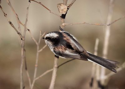 Irish Cement Biodiversity - Longtail