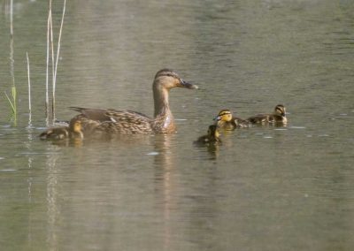 Irish Cement Biodiversity - Mallard Chicks