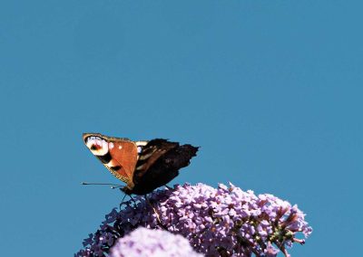 Irish Cement Biodiversity-Peacock - Butterfly