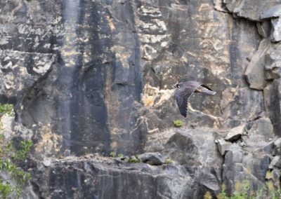 Irish Cement Biodiversity - Peregrine