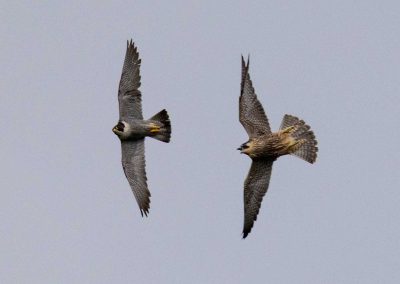 Irish Cement Biodiversity - Peregrine