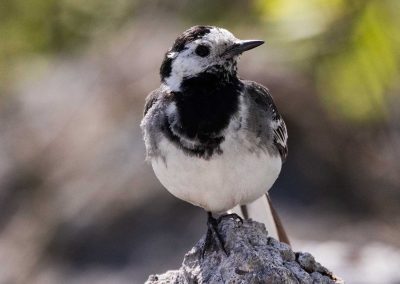 Irish Cement Biodiversity - Pied Wagtail