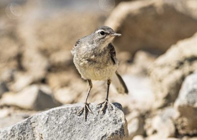 Irish Cement Biodiversity - Pied Wagtail
