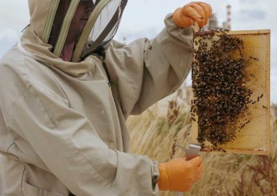 Irish Cement Biodiversity Platin Beekeeping