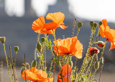 Irish Cement Biodiversity Platin - Wild Poppy