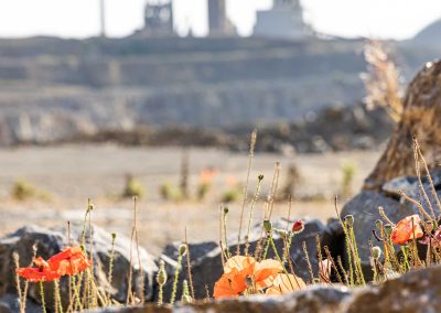 Irish Cement Biodiversity Platin - Wild Poppy