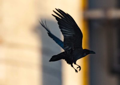 Irish Cement Biodiversity - Raven