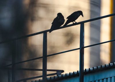 Irish Cement Biodiversity - Raven