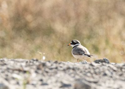 Irish Cement Biodiversity - Ringed Plover