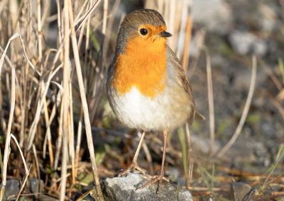 Irish Cement Biodiversity - Robin