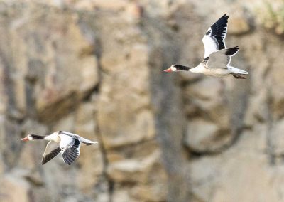 Irish Cement Biodiversity - Shellduck