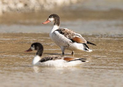 Irish Cement Biodiversity - Shellduck