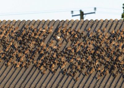 Irish Cement Biodiversity Starlings