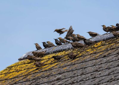 Irish Cement Biodiversity Starlings