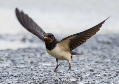 Irish Cement Biodiversity - Swallow