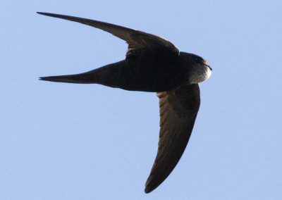 Irish Cement Biodiversity Swift