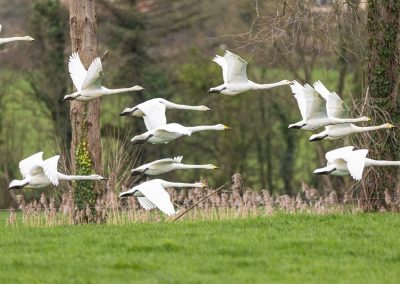 Irish Cement Biodiversity - Whooper Swan